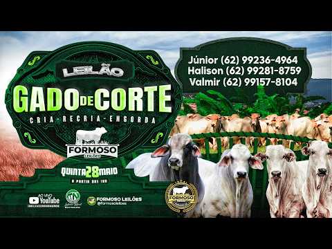 LEILÃO GADO DE CORTE FORMOSO LEILÕES - FORMOSO - GO - 28/05/2026