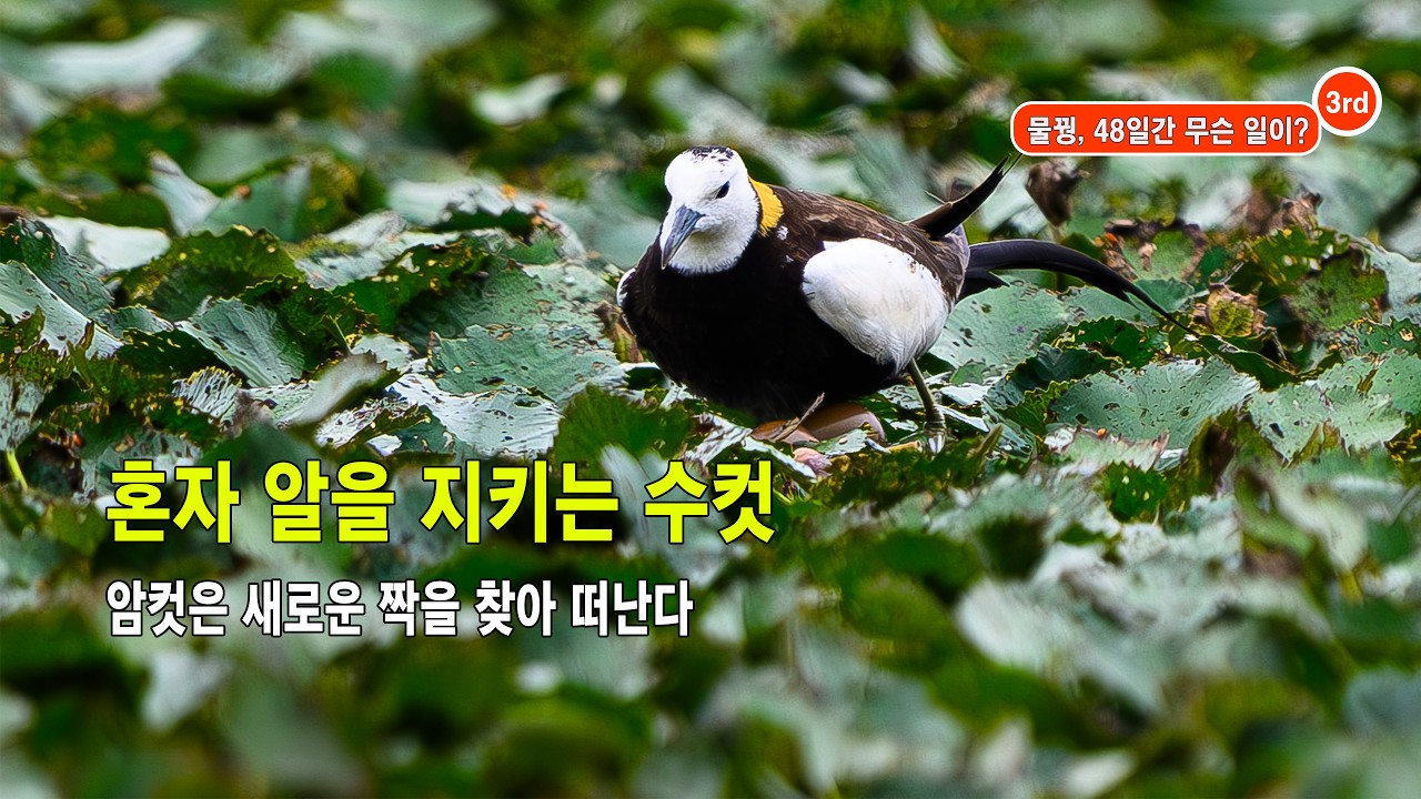 물꿩(3) 유튜브 썸네일