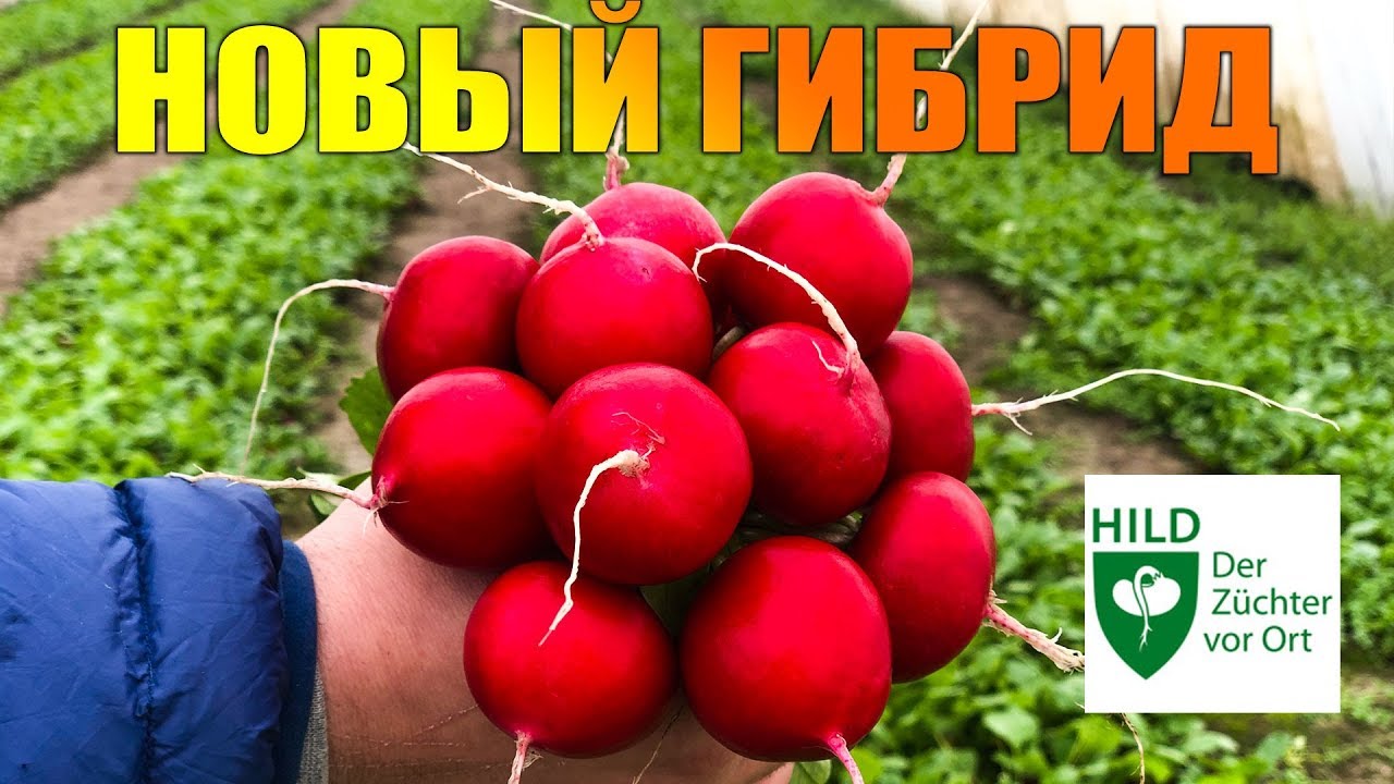 Новый гибрид редиса ИСИС F1 Новый гибрид редиса ИСИС F1