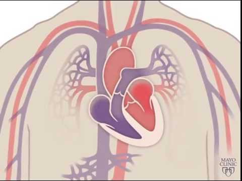 The Heart and Circulatory System - How They Work