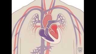 The Heart and Circulatory System - How They Work