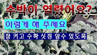 [텃밭농부 1,535]  수박이 열렸습니까?  이렇게 해 주세요. 잘 커고 수확 날짜도 알기 쉽게.. #수박…
