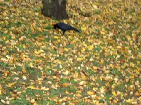 Chasing a crow in Stanley Park, Vancouver, Canada