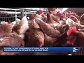 Oklahoma AG Drummond Insists On Holding Tyson Foods Accountable For Water Pollution