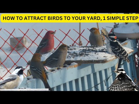 HOW TO ATTRACT BIRDS TO YOUR BACKYARD WITH 1 SIMPLE STEP #birds #wildlifeseekers #finches