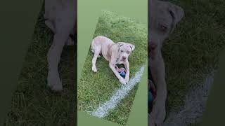 American Mastiff Puppies Videos