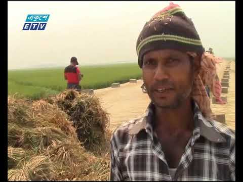 নেত্রকোণায় বোরো ধান কাটার উৎসব
