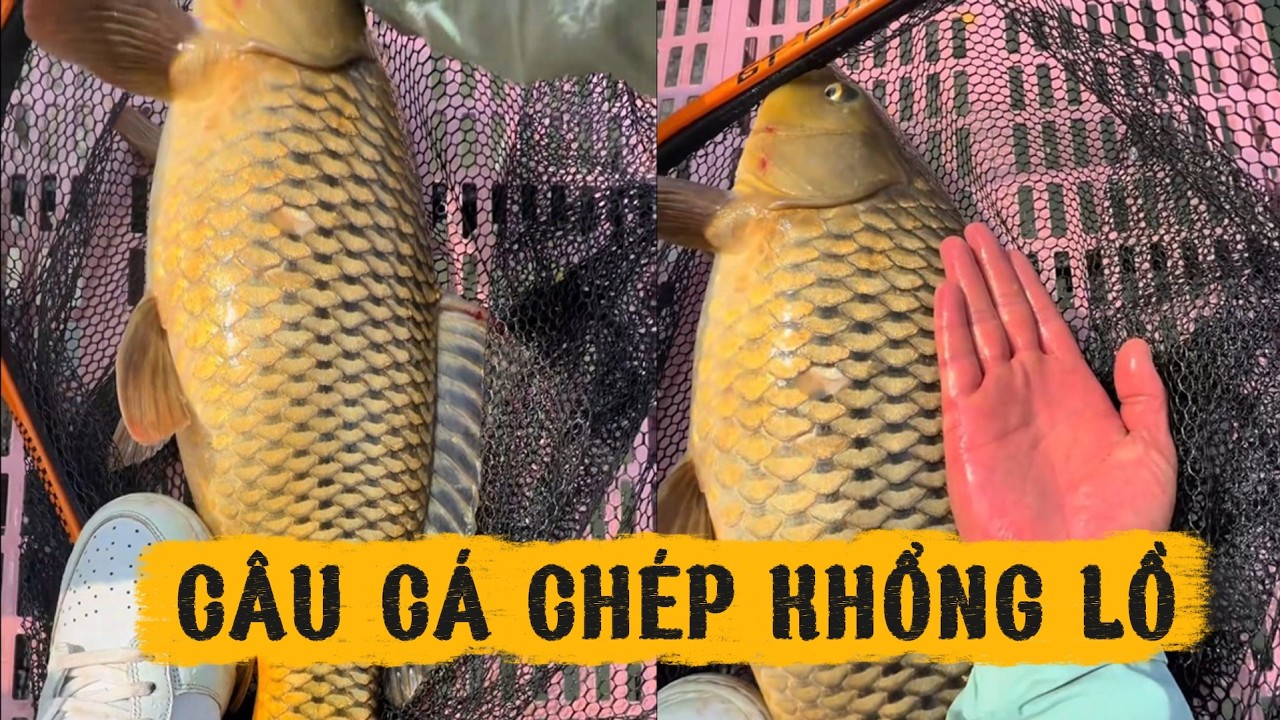 Dùng 100 cân ngô câu được cá chép khổng lồ