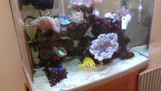 all about salinity/salt level in a reef aquarium! What to do about it!