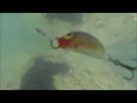 Rl Minnow MicroP prova nuoto