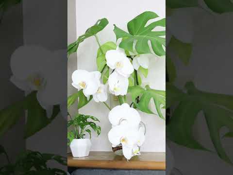 蘭の茎を切る ヒント 開花後の剪定を間違える 色あせた花の庭