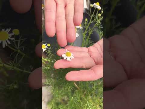 本物のカモミール 植物