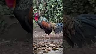 Download lagu Suara kicauan burung ayam hutan hijau mp3