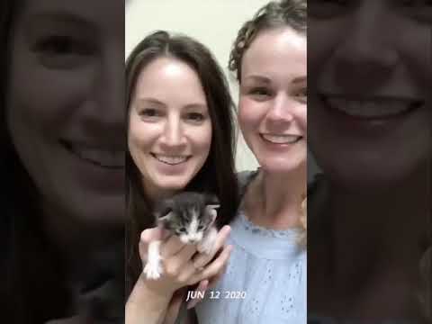 NEWBORN ORPHANED KITTEN HAND RAISED