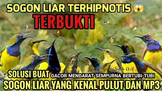 Download lagu SUARA PIKAT SOGON PALING AMPUH KHUSUS YANG SUSAH TURUN KENAL PULUT DAN MP3 (pemanggil sogon ampuh) mp3