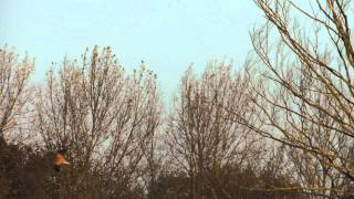 preview picture of video 'Kestrel hunting at Brandon Nature Reserve - 14-11-13'