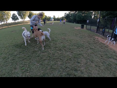 Dog Park TV Saturday afternoon in the Dog Zone