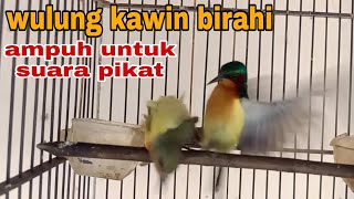 Download lagu kolibri wulung birahi kawin. suara pikat kolibri wulung/muncang paling ampuh mp3 Download lagu kolibri wulung birahi kawin. suara pikat kolibri wulung/muncang paling ampuh mp3