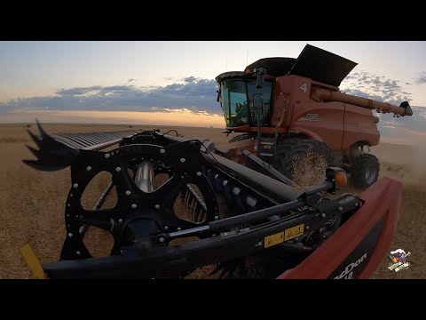 Harvesting Canola in Oklahoma