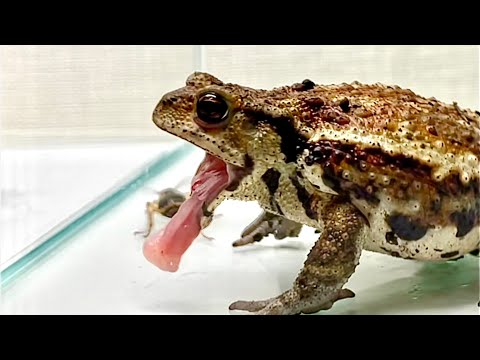 Toad ＆ Bombardier beetle