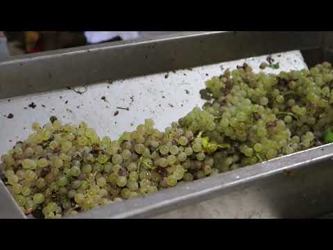 Proizvodnja vina - Presovanje grožđa (4.deo)