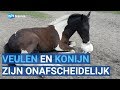 Onverwachtse vriendschap op de boerderij