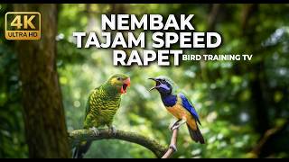 Download lagu 🔴 Live Tembakan Irama Lagu Cucak Cungkok Gacor vs Perkici Kasar Tajam Audio Jernih mp3