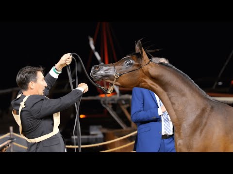 D GHARAM - Yearling Fillies Contender, KIAHF 2023 Title Show