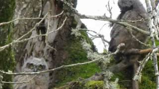 preview picture of video 'Young Great-Horned Owls at Nisqually NWR'