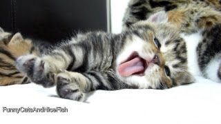 Cutest Cat Moments. Top 25 Cutest Kittens and Funny Cats Yawns