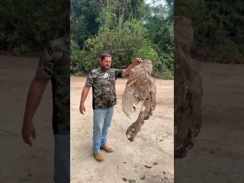 Cujubim Rondônia maior folha do mundo tem aqui no cujubim Manoa