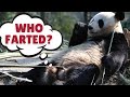 Panda Fart Panda Farts Panda Farting Panda Virus Farts Panda Virus Farting Panda Mega Fart