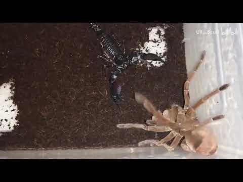 emperor scorpion vs goliath tarantula - Scorpion vs tarantula