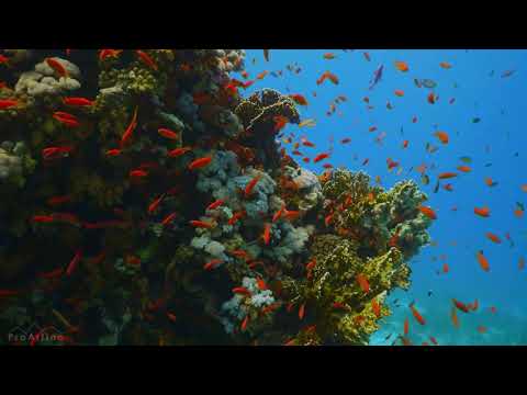Amazing Underwater World of the Red Sea-4K Relaxation Video with Calming Music-3 HOUR