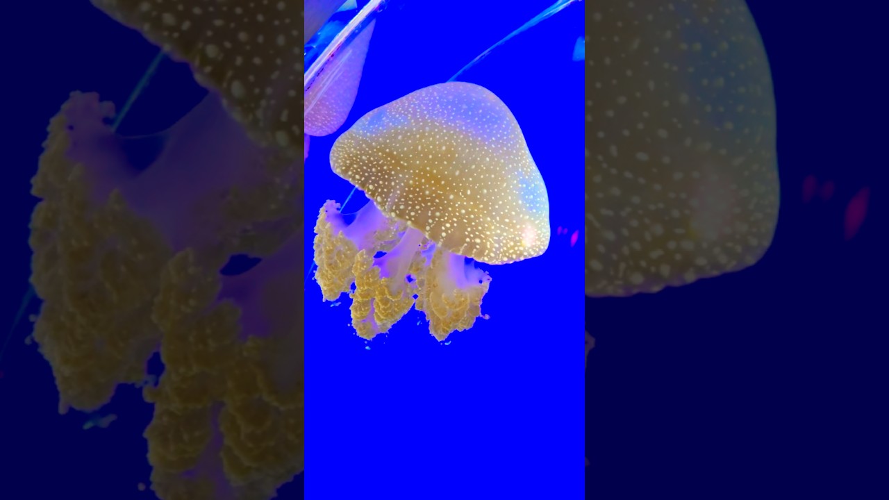 YouTube Short thumbnail