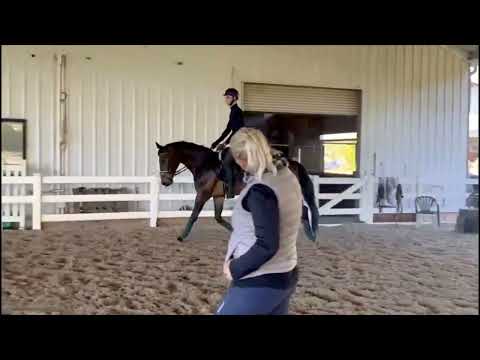 SOLD- Ben, 5 yo, imported Hanoverian, Bon Coeur x Floristan, Scoring in the 70's