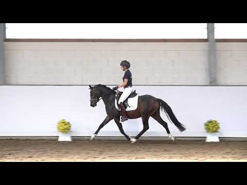 4j. dunkelbrauner Wallach v. Ladys Wise Guy – Hilkens Black Delight