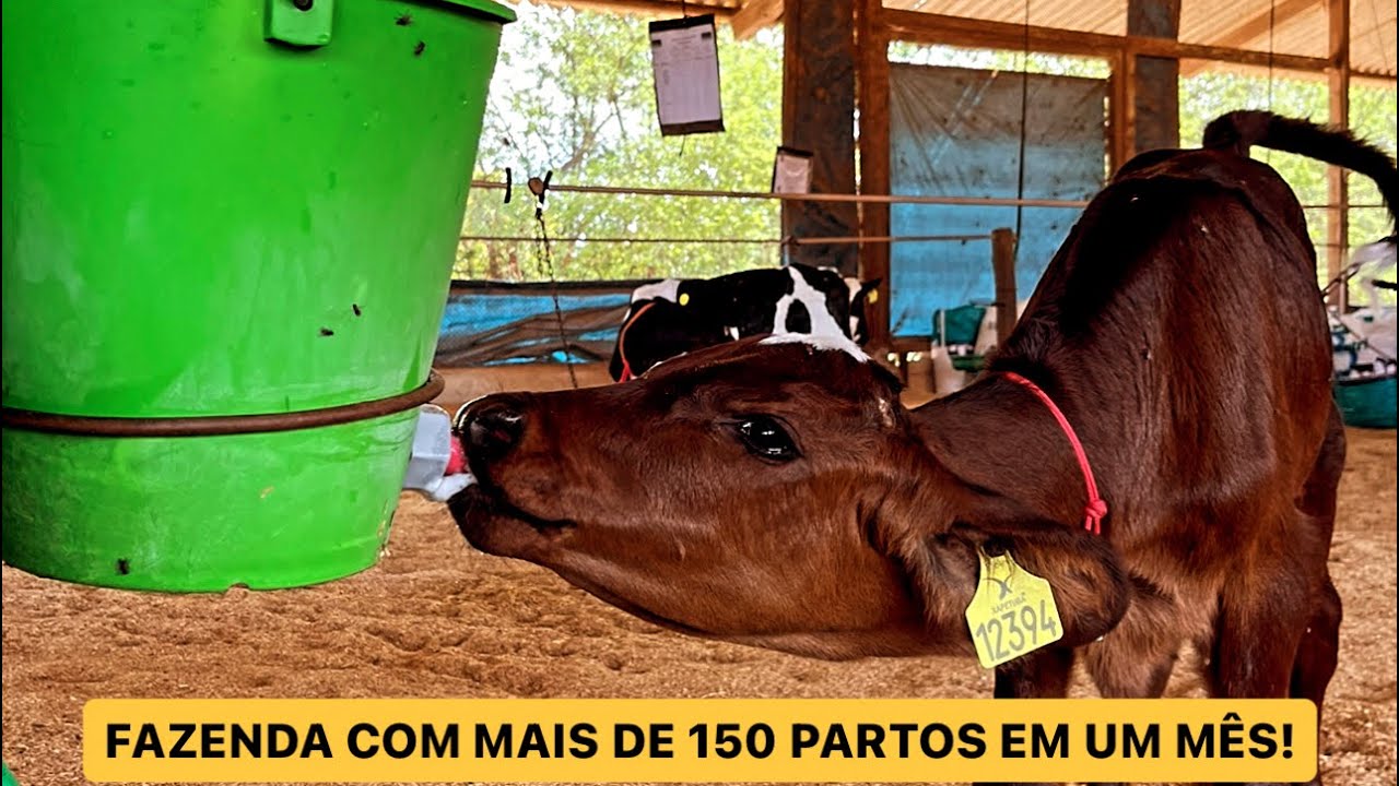 VISITANDO A FAZENDA XAPETUBA!