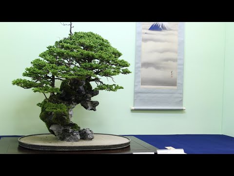 Rock Bonsai inspiration