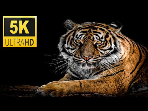 Ultimate African Wildlife 5K ULTRA HD / 5K TV