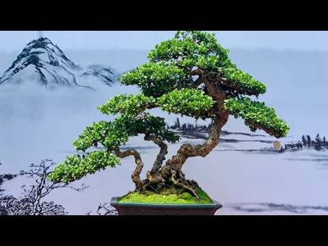 Phu Yen Bonsai Exhibition Expanded in 2022   Vietnam bonsai exhibition part 5