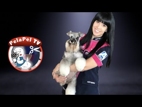 CURSO PELUQUERÍA CANINA  -  HIGIENE BÁSICA DEL PERRO CON SONIA LUENGO DE ARTERO CREATIVE TEAM