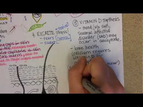 Integumentary System, part 2
