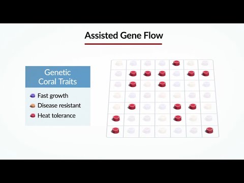 Animation: Assisted Gene Flow