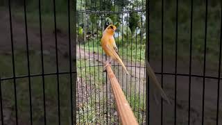 Download lagu ini rawatan Kenari Lokal di Qinara Banyuwangi #kenari #kicaumania #qinarabanyuwangi mp3 Download lagu ini rawatan Kenari Lokal di Qinara Banyuwangi #kenari #kicaumania #qinarabanyuwangi mp3