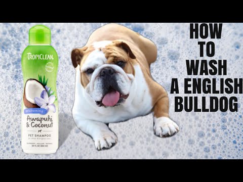 HOW TO BATHE A ENGLISH BULL DOG| PR GANG