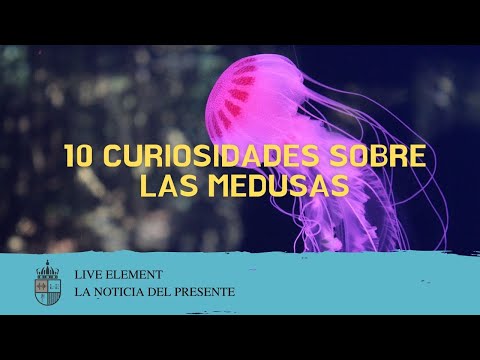 10 Curiosidades Sobre las Medusas