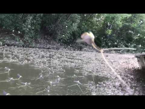 Spektakularno Cvjetanje Tise