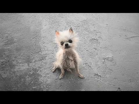 A disease-ridden stray dog, skin and bones, dragged his crippled leg forward alone, unnoticed by all
