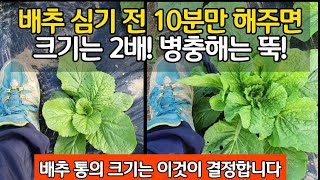 배추 심기 전 10분만 해주면 크기는 2배! 병충해는 뚝! - 배추 통의 크기는 이것이 결정합니다